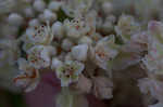 Dogtongue buckwheat